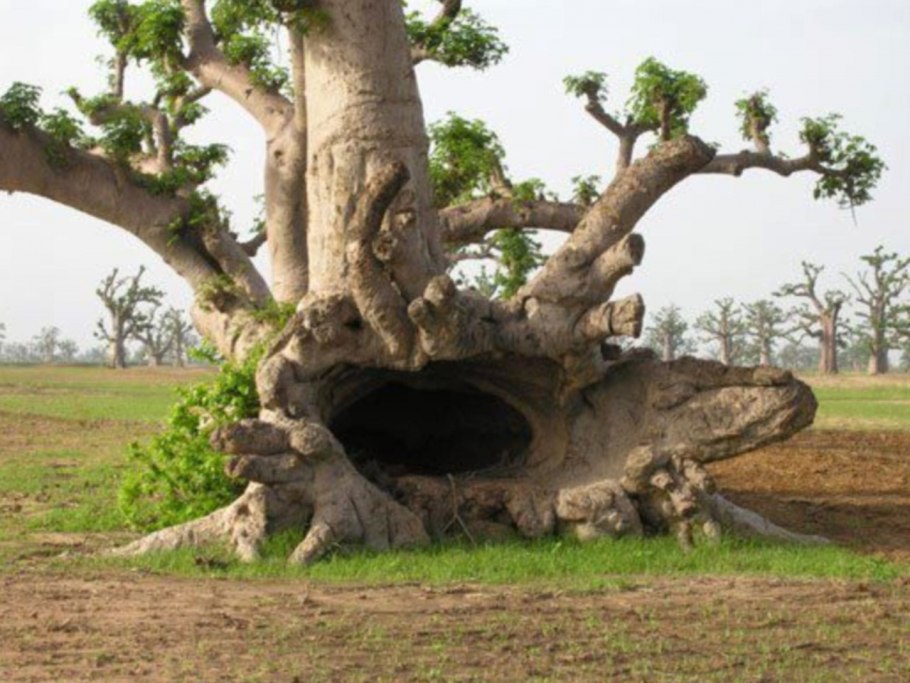 Баобаб Санлэнд Африка