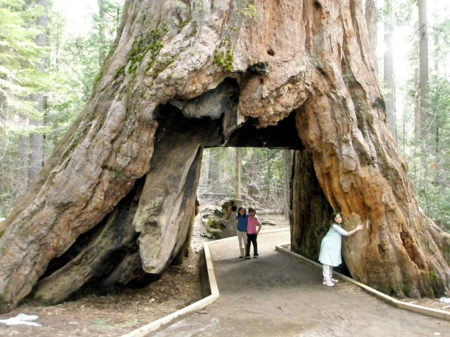 Секвойя дерево