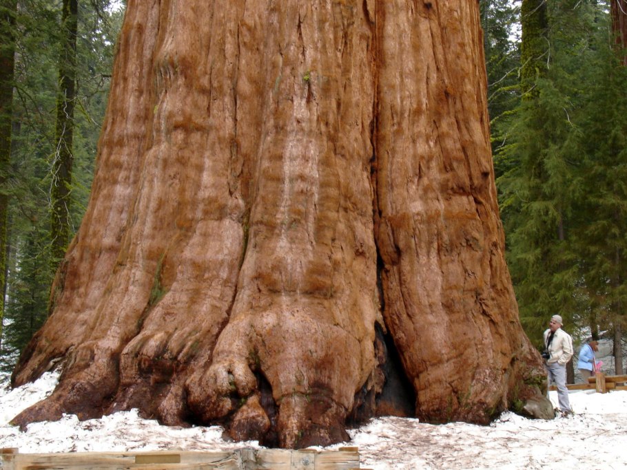 Самое высокое дерево в мире Секвойя