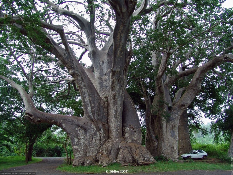 Секвойя в Австралии