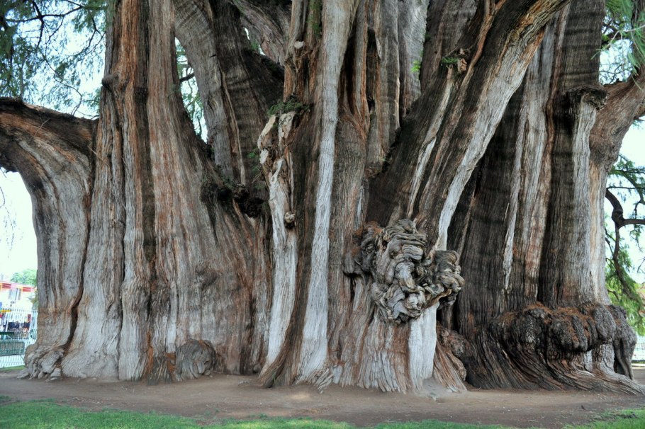 Гигант Крэннелл-крик
