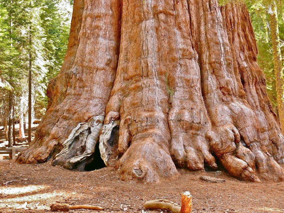 Секвойя дендрон дерево