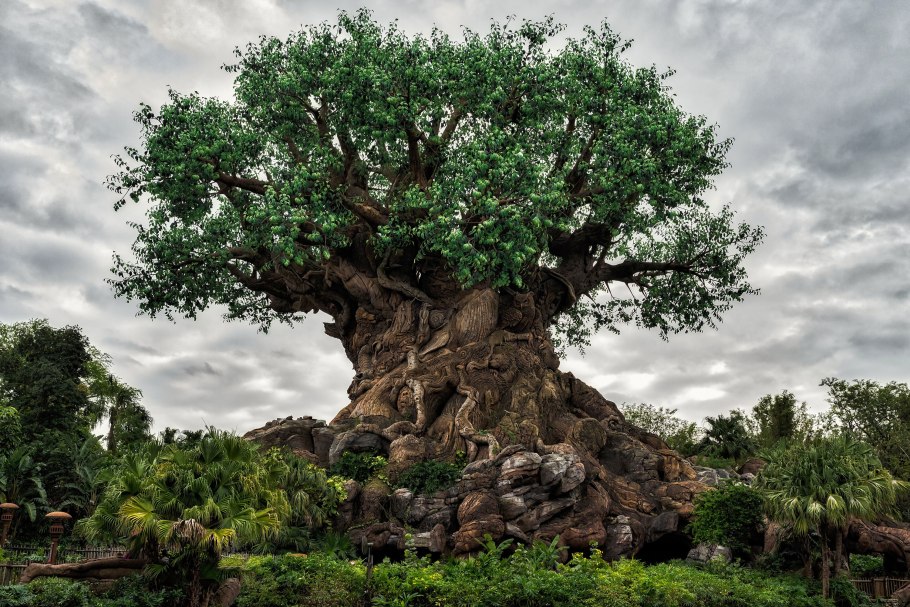 Тополь в Сочи растет