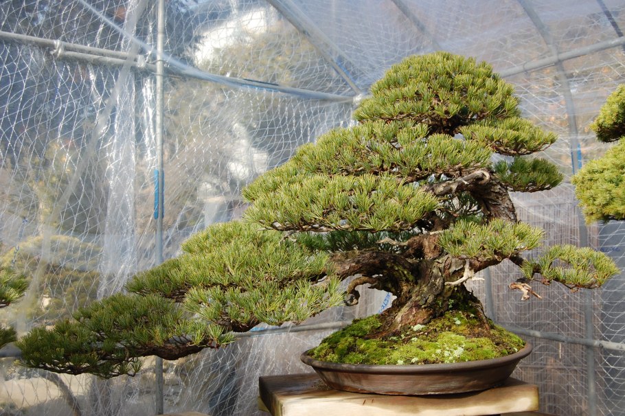 Ель Коника бонсай