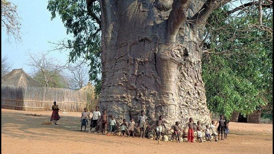 Пни от гигантских секвой