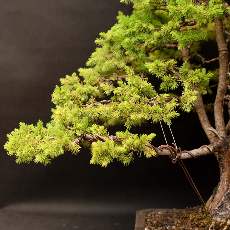 Канадская ель Коника бонсай