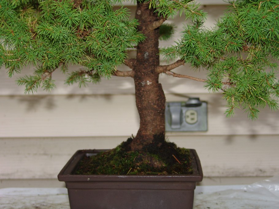 Ель канадская бонсай