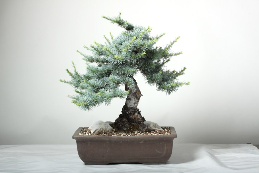 Кедр атласский бонсай