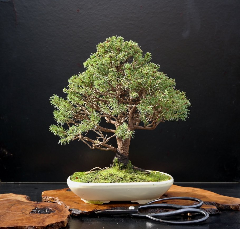 Камелия Синенсис бонсай