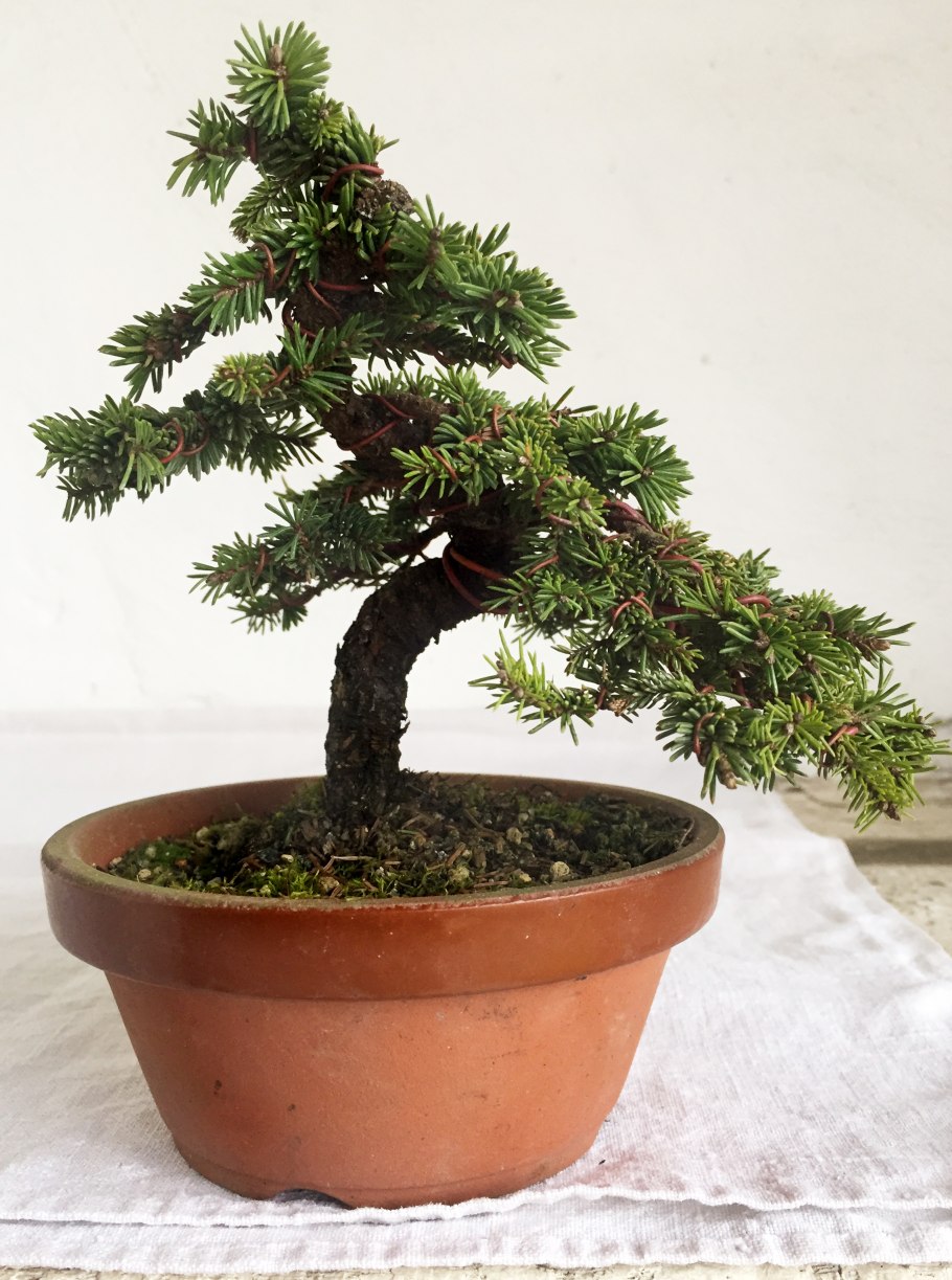 Канадская ель Коника бонсай