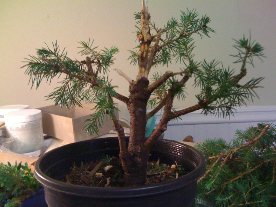 Ель Коника бонсай уличный