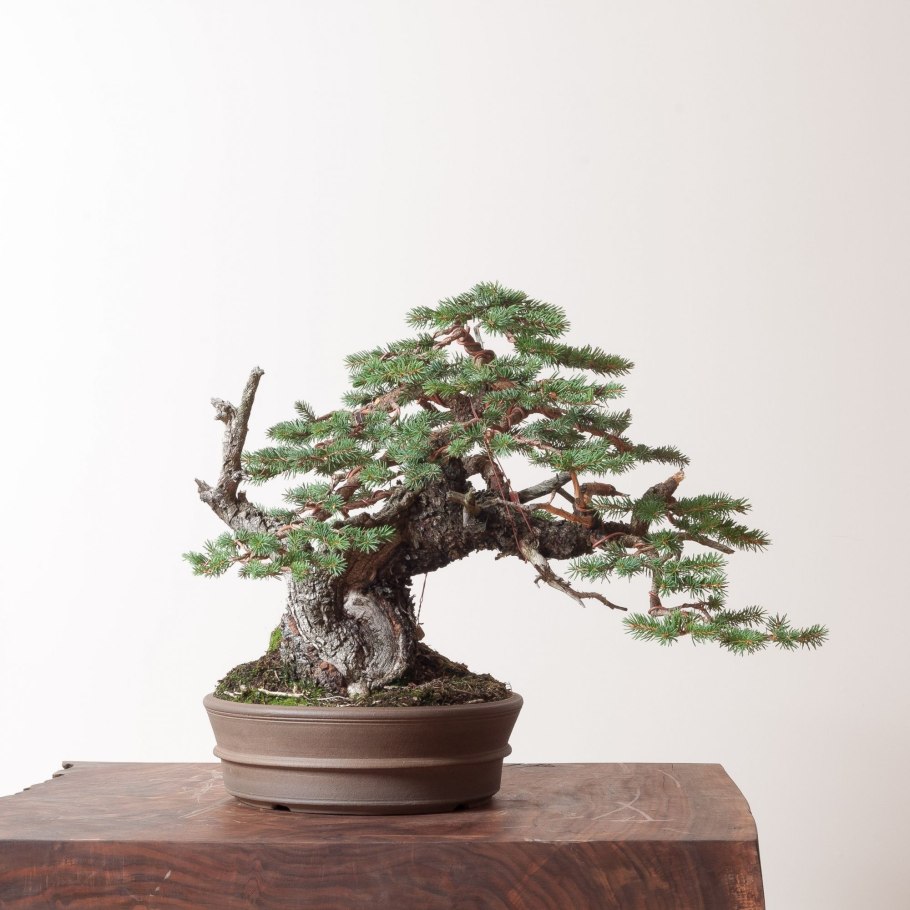 Пихта бонсай