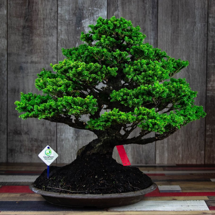 Ель Глена бонсай