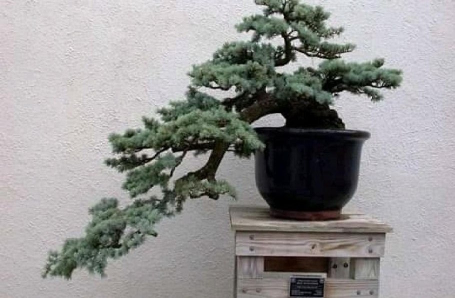 Бонсай Picea pungens