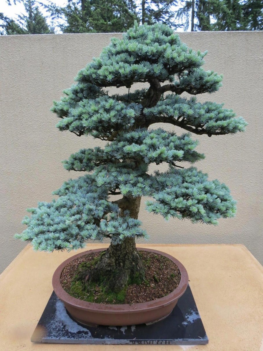 Ель Аянская бонсай