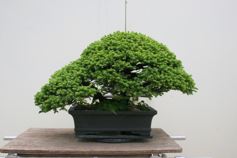 Ель Коника бонсай