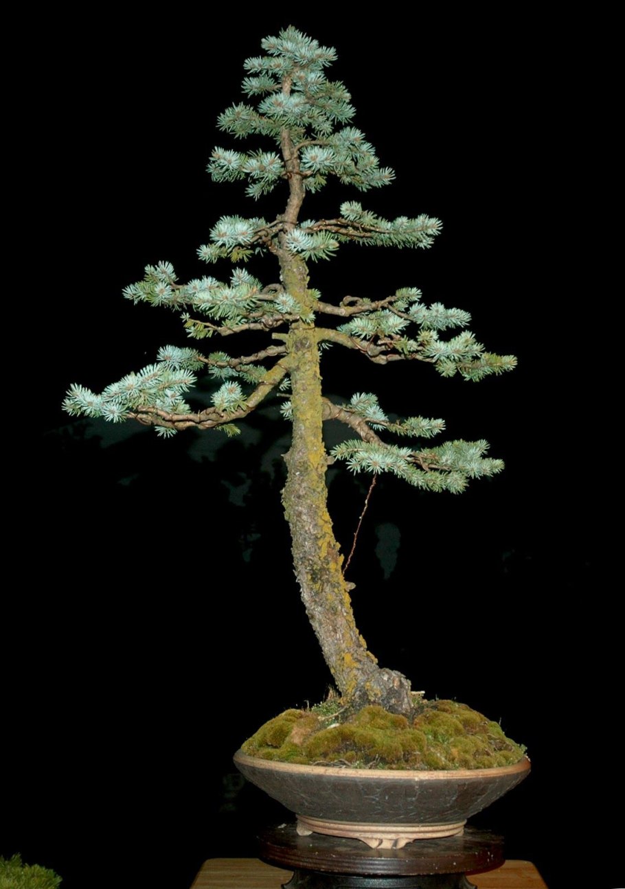 Бонсай Picea pungens