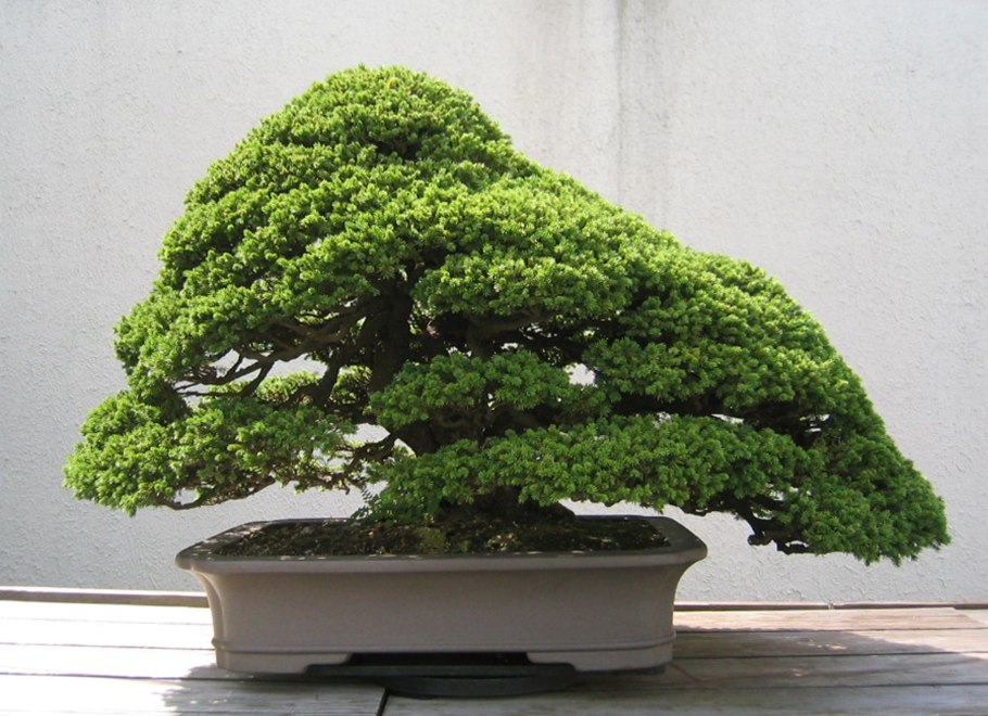 Бонсай из ели