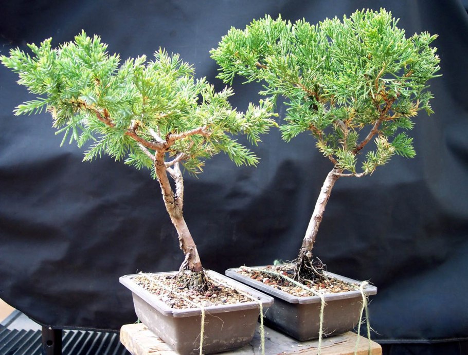 Бонсай елка