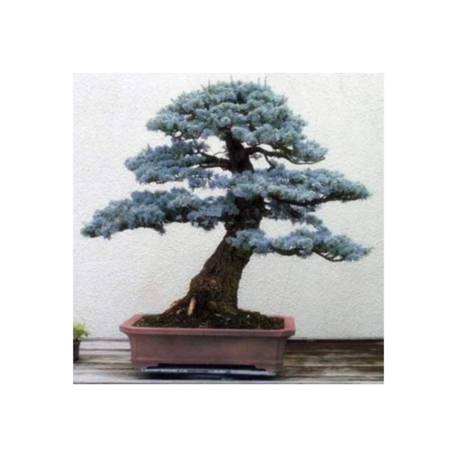 Хвойное голубое мини дерево