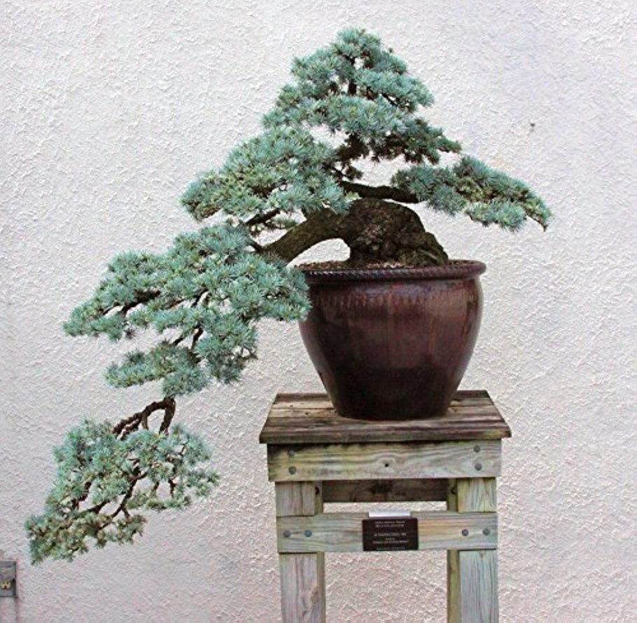 Кедр атласский бонсай