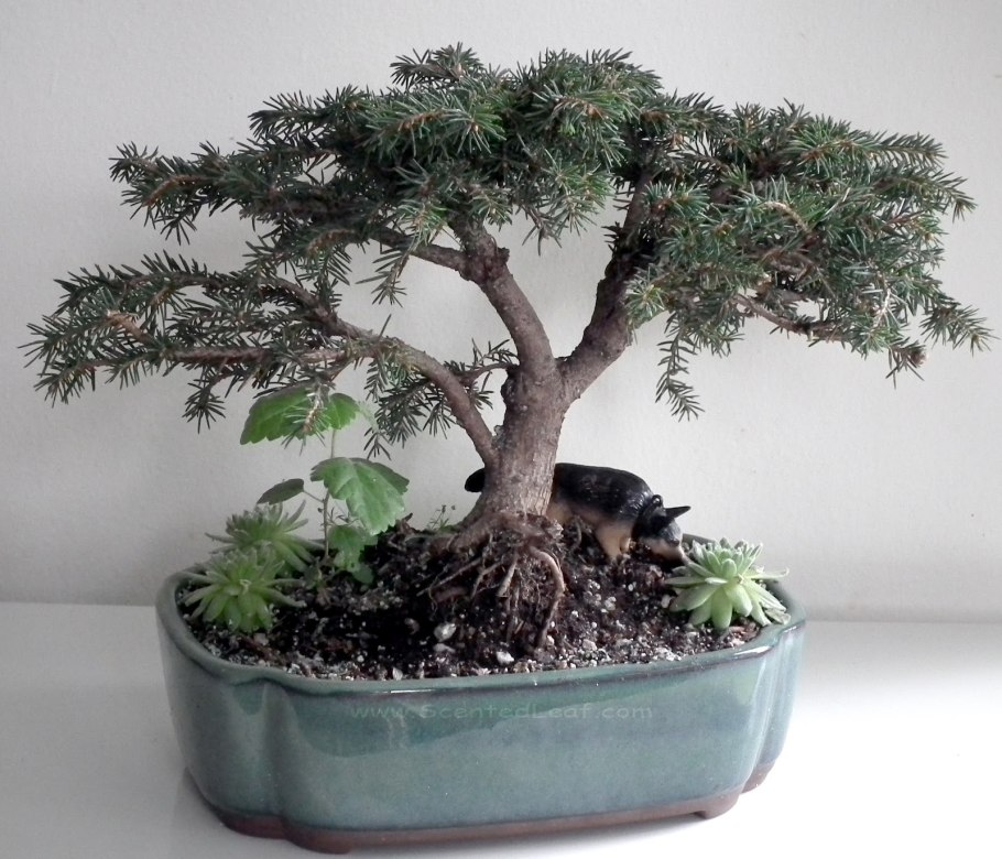 Ель Коника бонсай