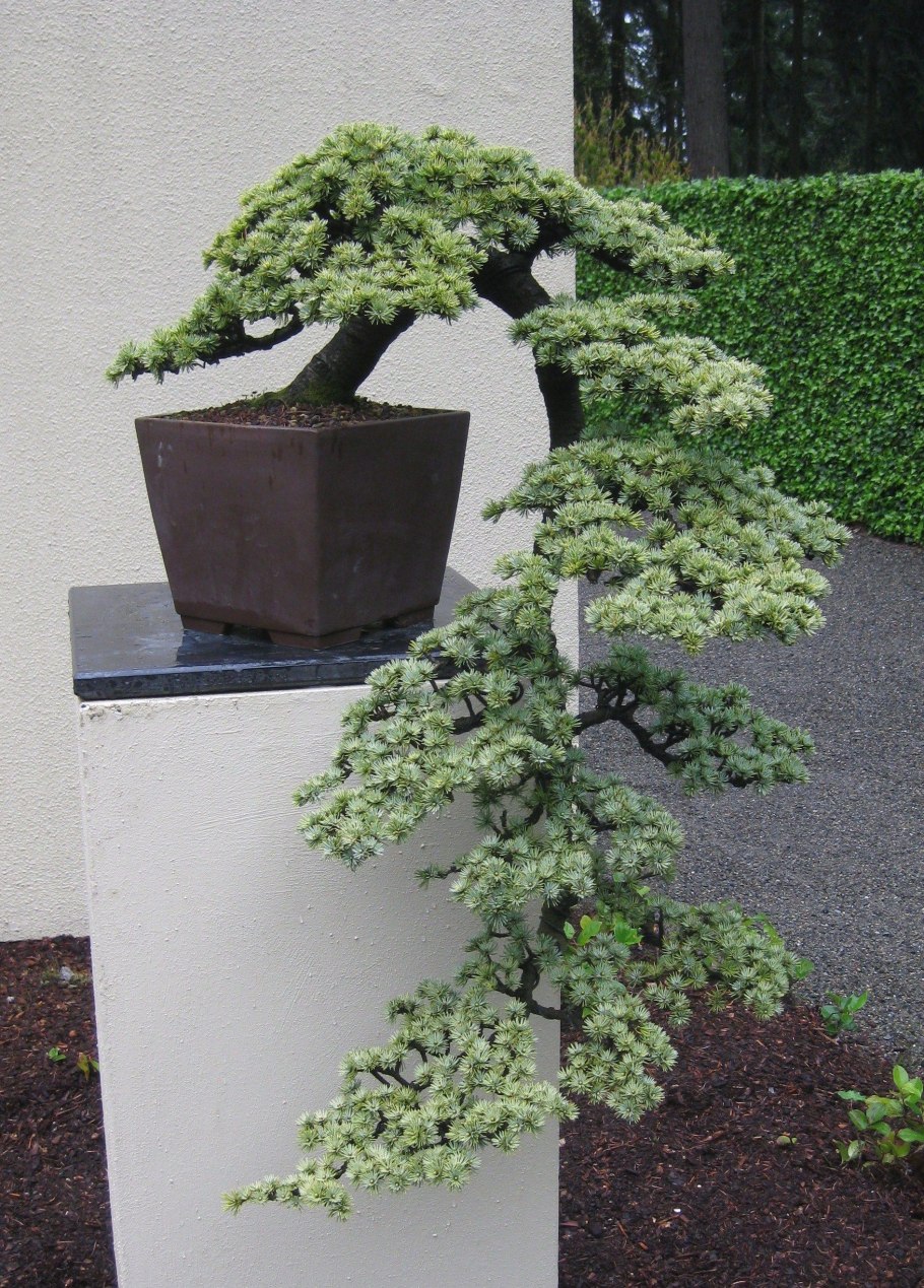 Пихта бонсай