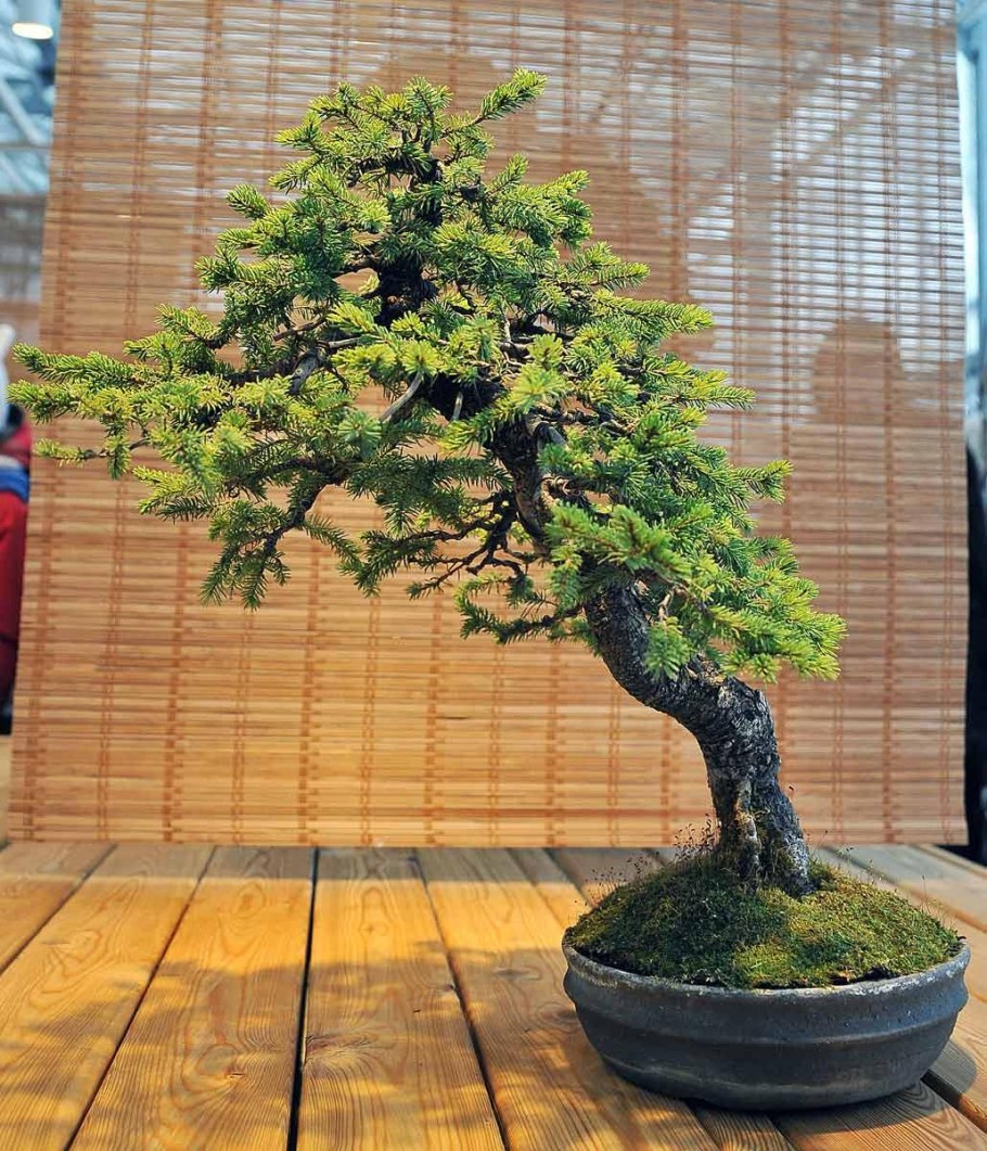 Ель Глена бонсай