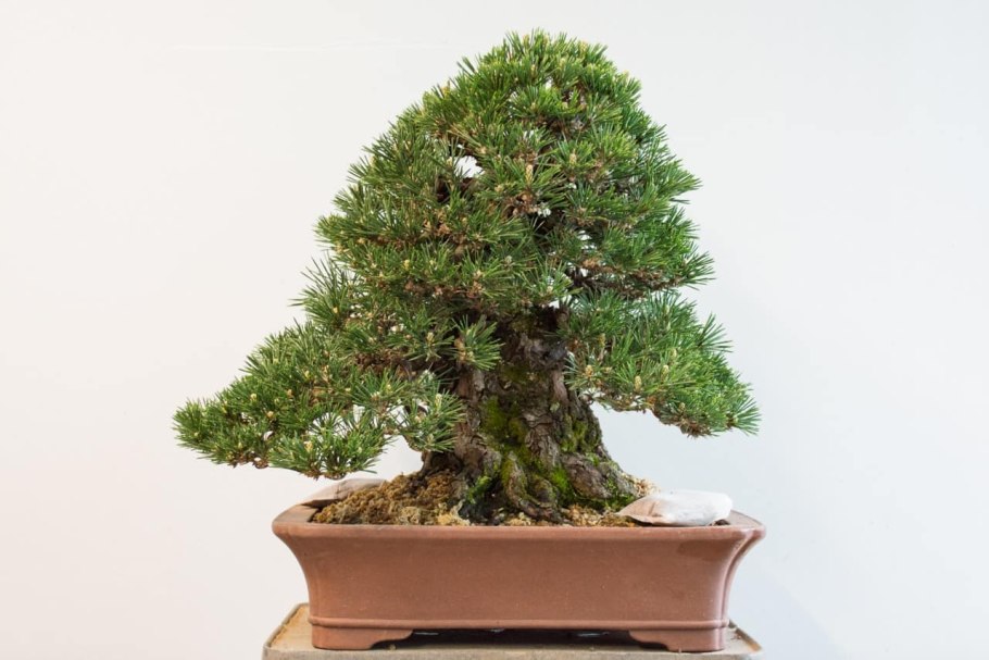 Бонсай из пихты
