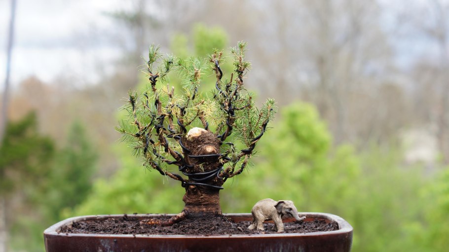 Скумпия бонсай