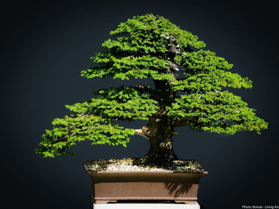 Ель Аянская бонсай