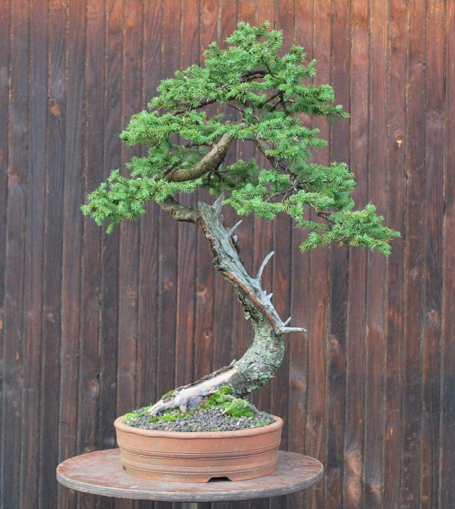 Ель Коника бонсай