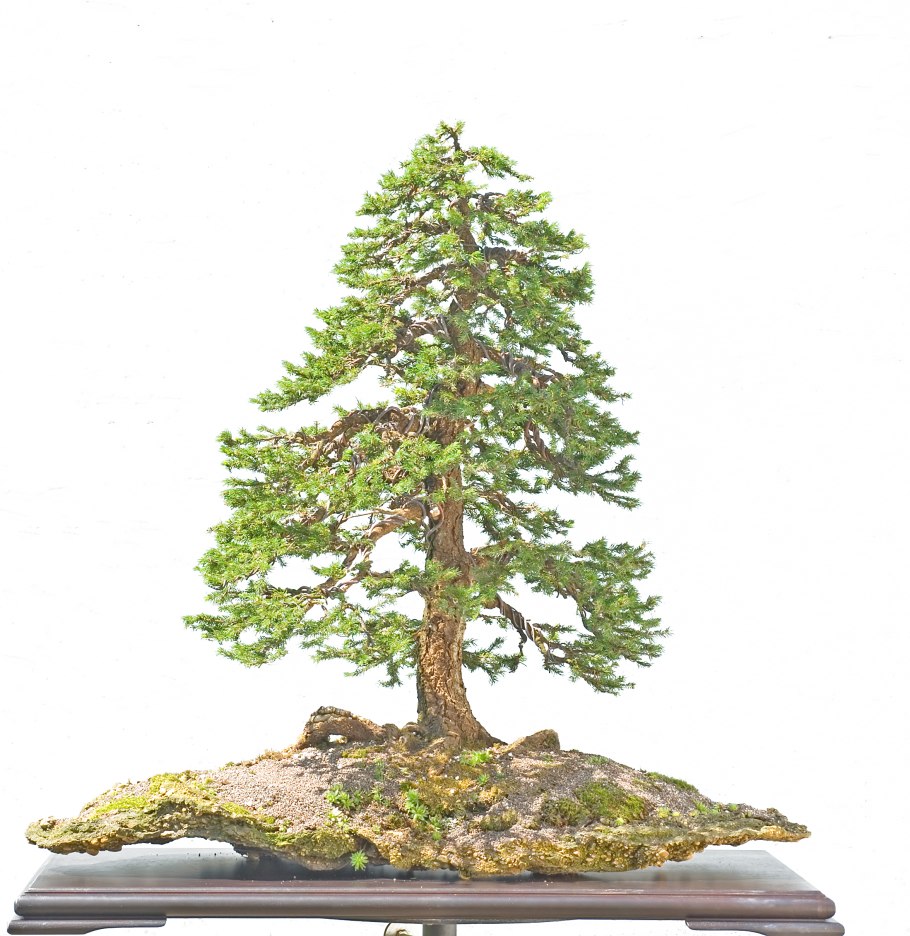 Ель Коника бонсай