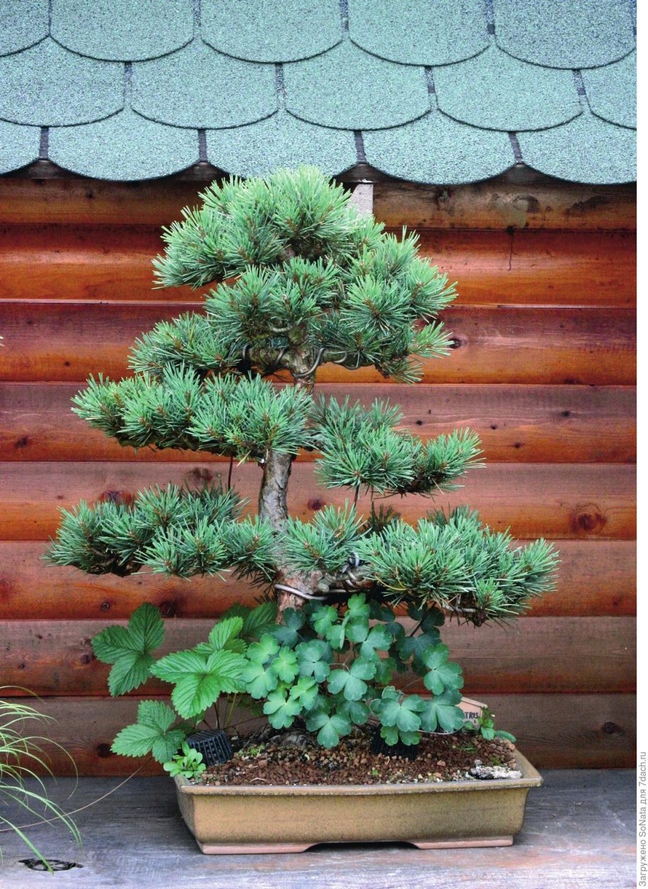 Пихта ниваки