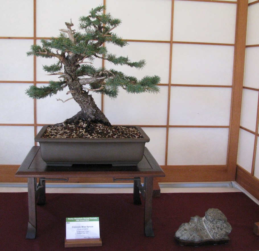 Бонсай голубая ель