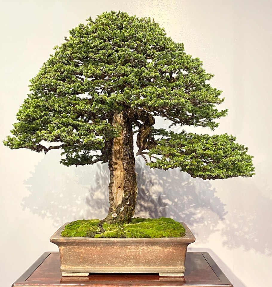 Бонсай из Лесной ели