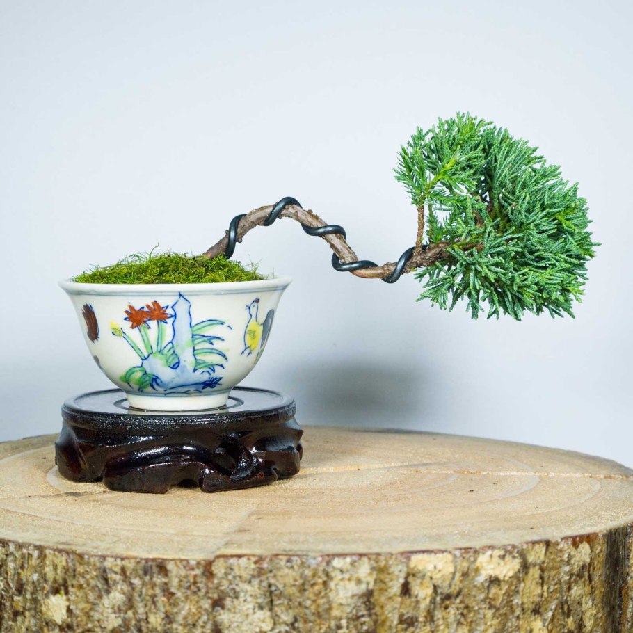 Можжевельник Каскад бонсай