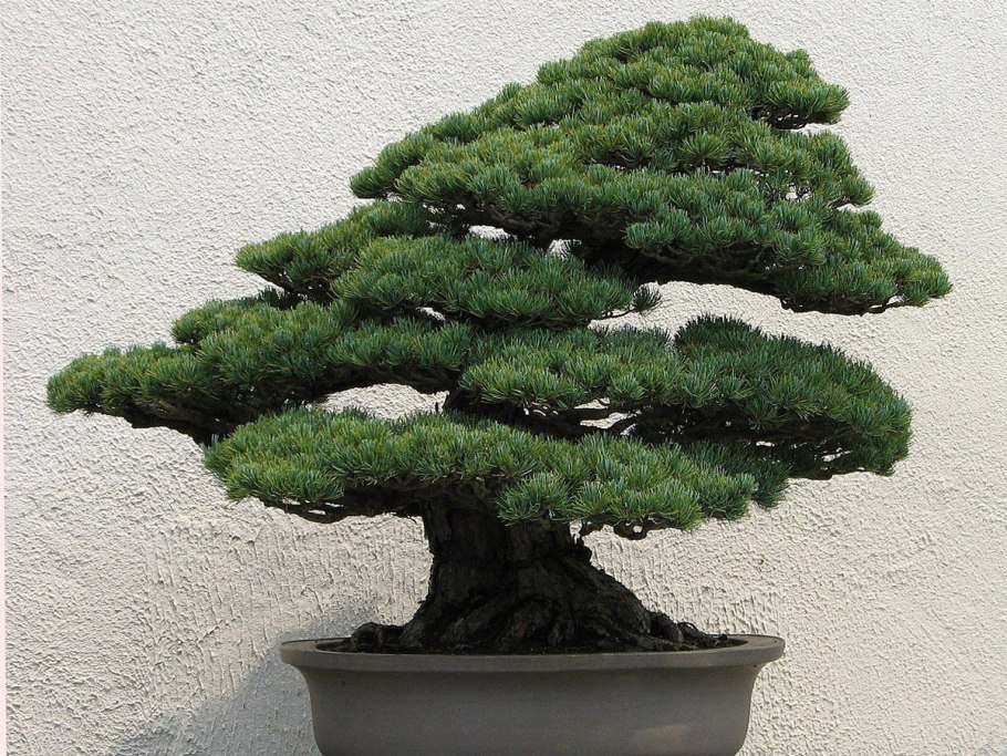 Растение ЭКОДОМ вырасти бонсай дома