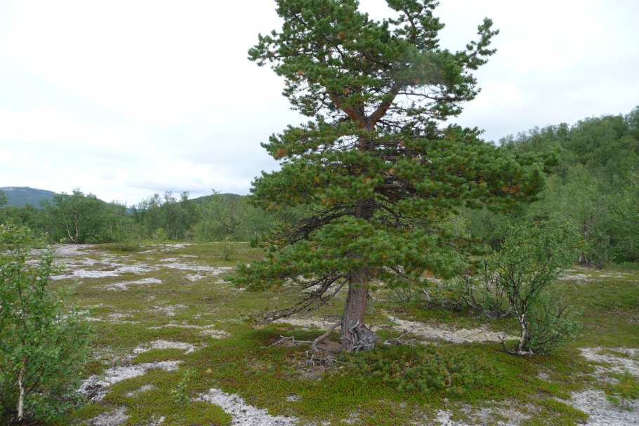 Золотистый рододендрон Байкал
