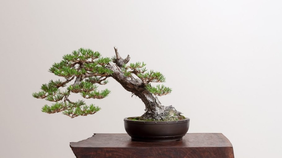 Дерево Pine Bonsai