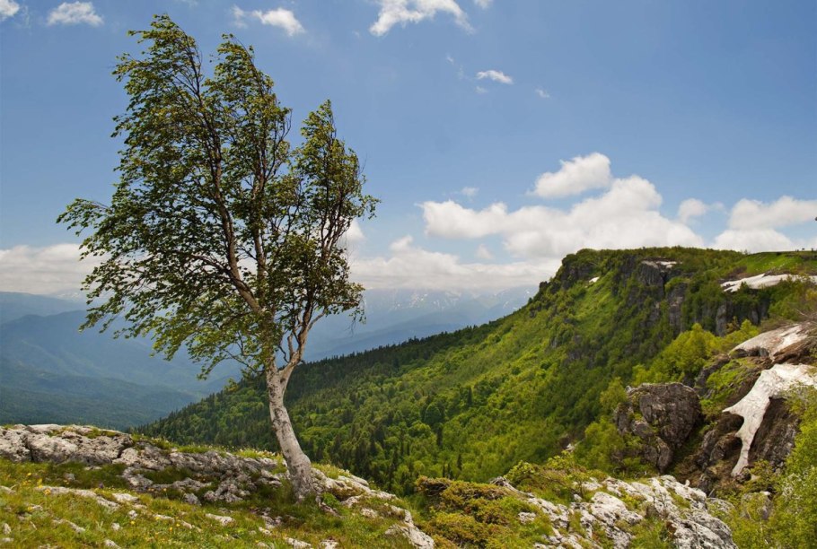 Карликовая Березка Алтай