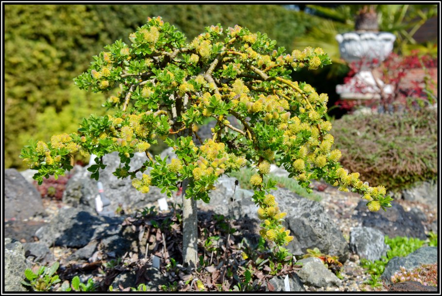 Горы Хуаншань, Китай