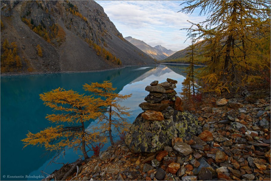 Береза карликовая Betula Nana