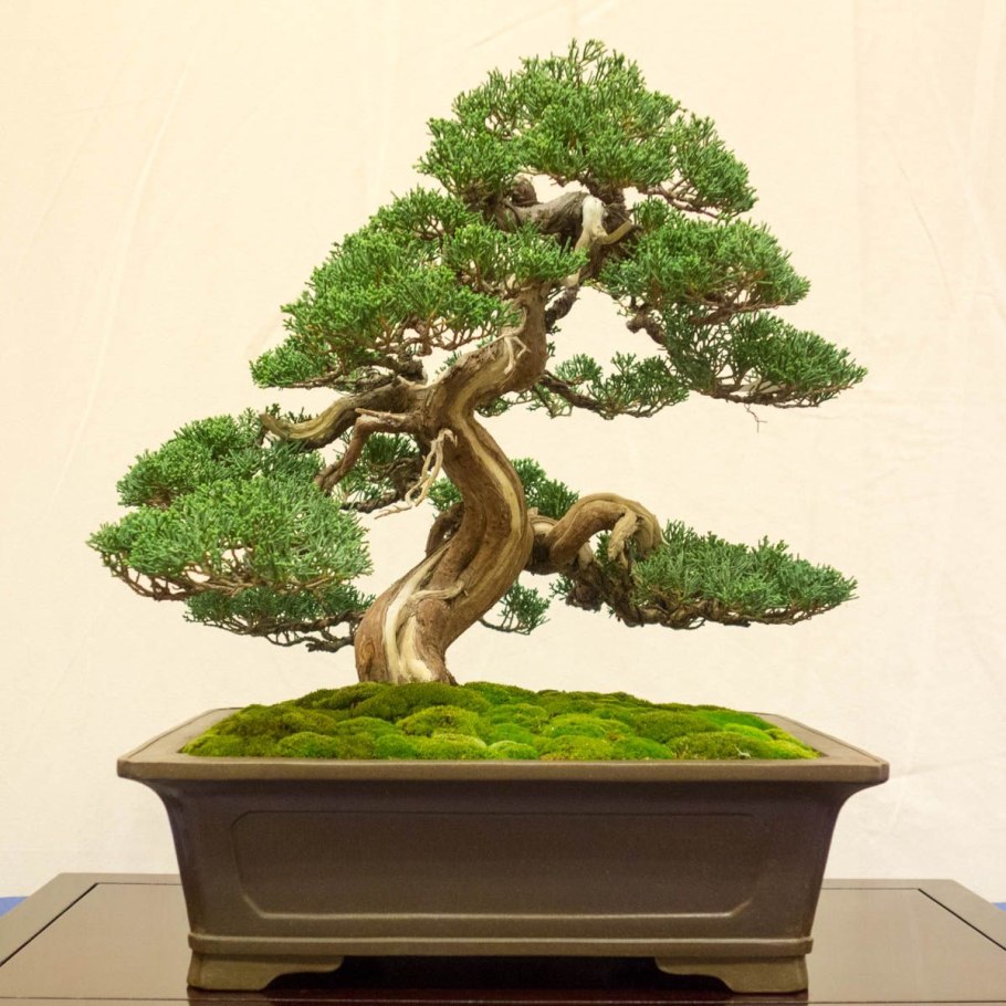 Бонсай сосна "СОНГСУ"