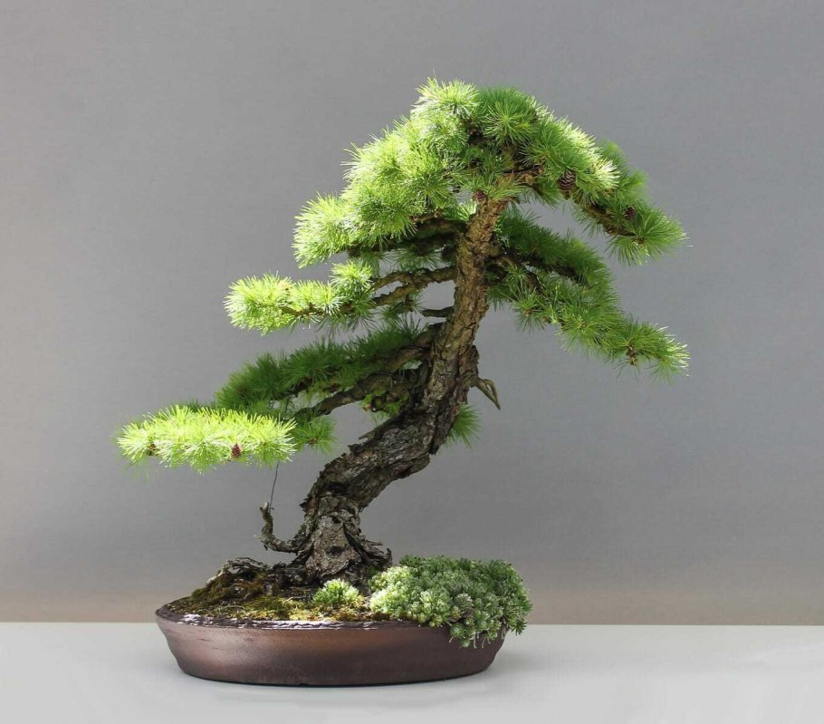 Дерево Pine Bonsai