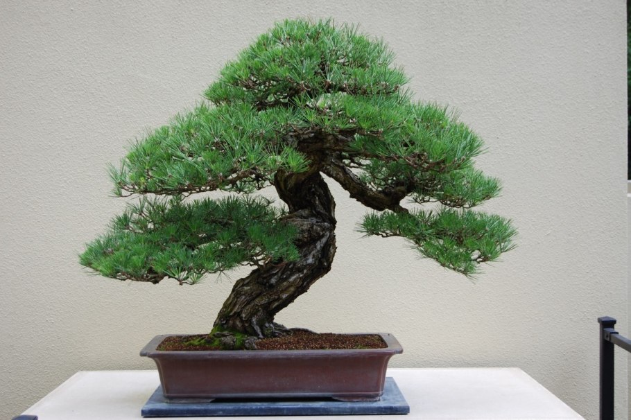 Сосна Горная Мугус ниваки