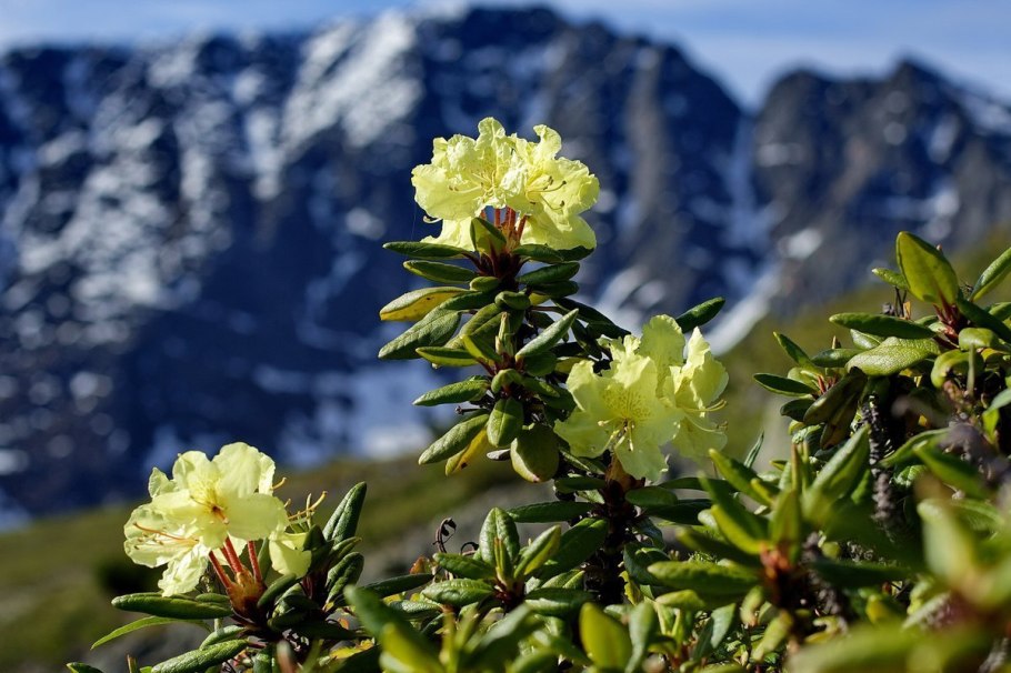Береза карликовая Betula Nana