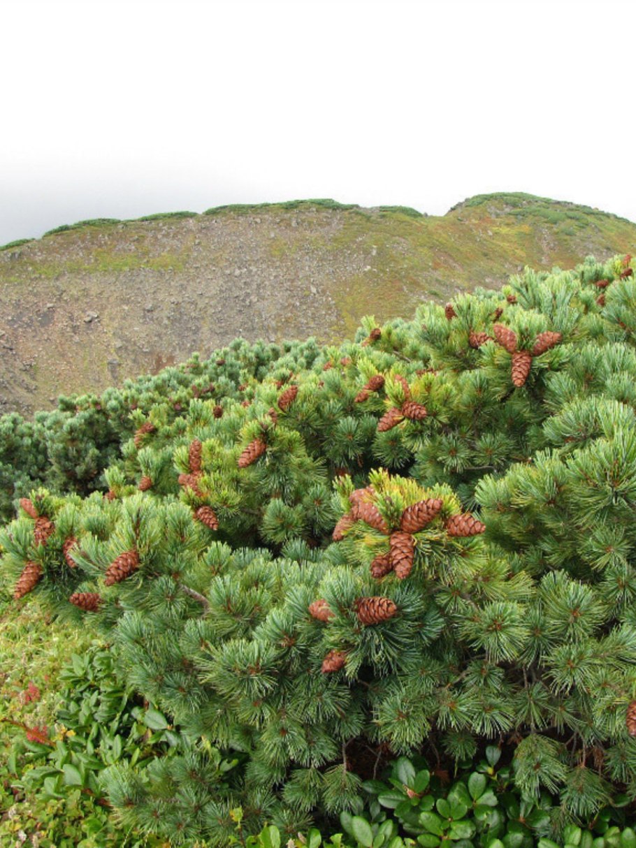 Карликовые сосны в тундре