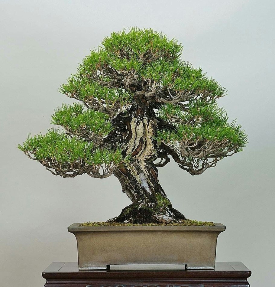 Природа заставка рабочего стола бонсай