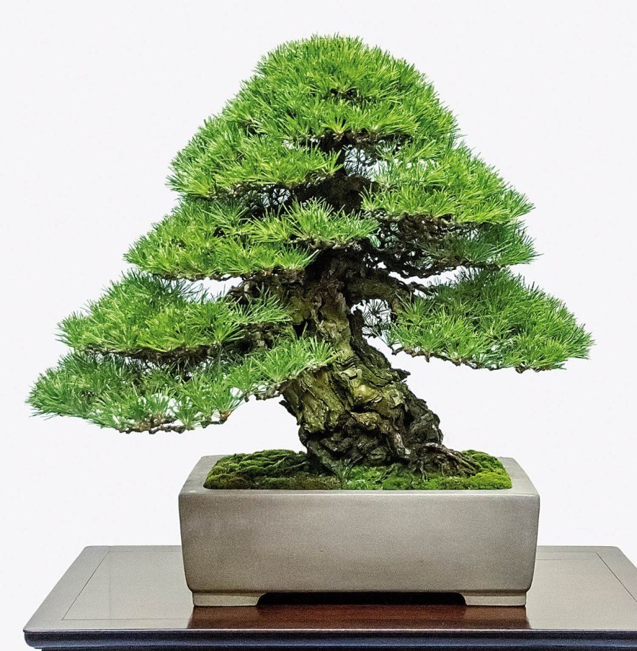 Береза карликовая Betula Nana